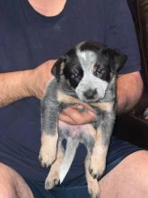 AKC Australian Cattle Dog Puppies 😍😍 Email>>diomalison7@gmail.com or text>>‪(612) 367-6095� Image eClassifieds4U