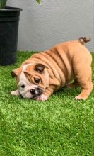 AKC English Bulldog Puppies 😍😍 Email>>diomalison7@gmail.com or text>>‪(612) 367-6095😍😍 Image eClassifieds4U