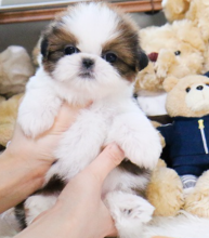 Purebred Shih tzu puppies near me Image eClassifieds4u 2