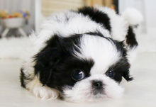 Shih tzu puppies available Image eClassifieds4u 1