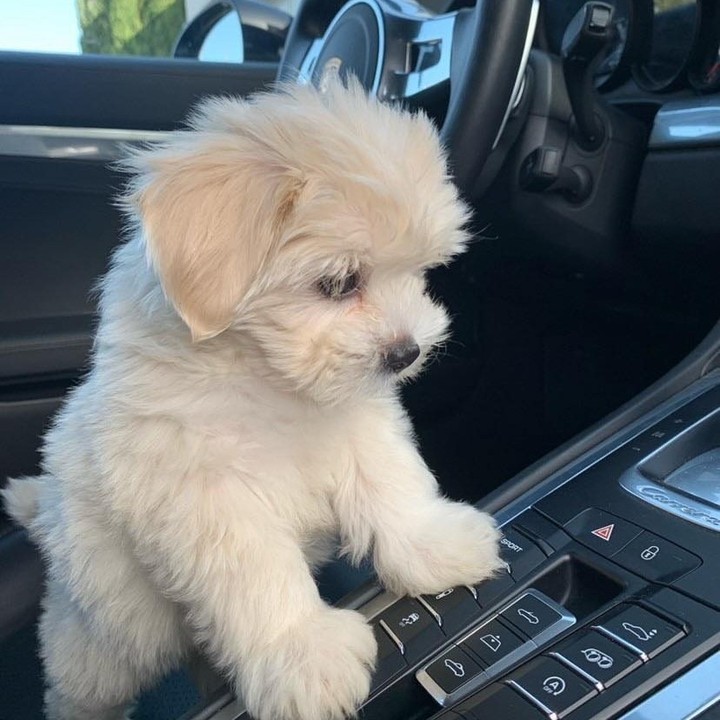 🟥🍁🟥 LOVELY MALTPOO PUPPIES 🐶🐶 SEEKING A GOOD HOME🟥🍁🟥 Image eClassifieds4u