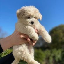 🟥🍁🟥 LOVELY MALTPOO PUPPIES 🐶🐶 SEEKING A GOOD HOME🟥🍁🟥