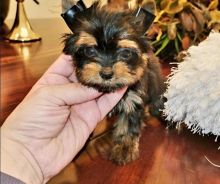 Home raised Yorkie puppies for rehoming