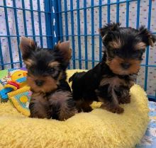 Magnificent Yorkie puppies available for re-homing.