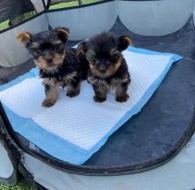 Magnificent Yorkie puppies available for re-homing.