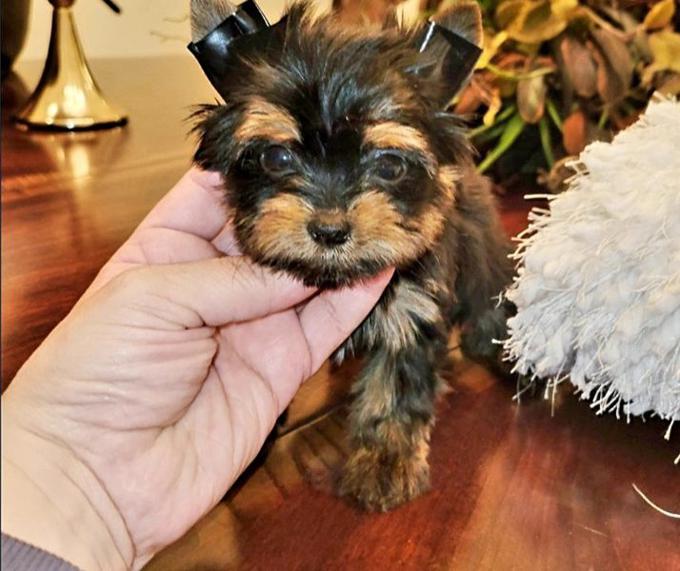 Home raised Yorkie puppies for rehoming Image eClassifieds4u