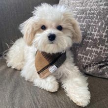 π₯ππ₯ LOVELY MALTPOO PUPPIES πΆπΆ SEEKING A GOOD HOMEπ₯ππ₯ Image eClassifieds4u 2