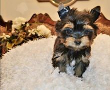 Home raised Yorkie puppies for rehoming Image eClassifieds4u 1
