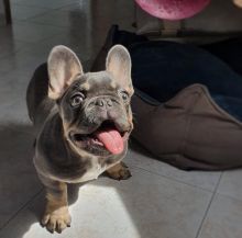 Amazing french bulldog puppies for adoption