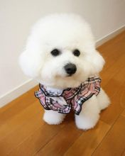 Beautiful bichon frise puppies for adoption