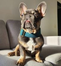pretty french bulldog for free adoption