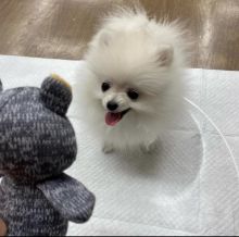 pretty pomeranian puppies for free adoption