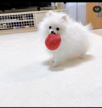 pretty pomeranian puppies for free adoption