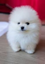 Priceless Male white Pomeranian Puppy