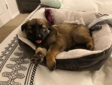smart and available German shepherd puppies for adoption.