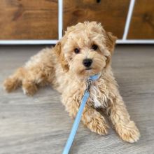 Smart maltipoo puppies for adoption.