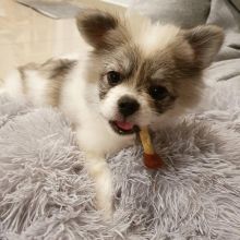 Smart pomsky puppies for adoption.(ethanraymond750@gmail.com)