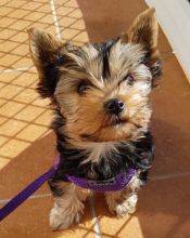 smart teacup yorkie puppies for adoption.