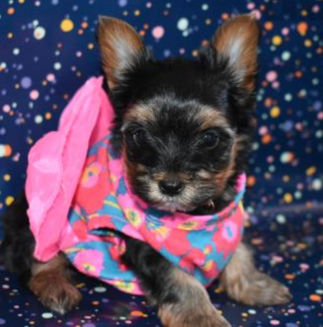 Cute Yorkie puppies for sale Image eClassifieds4u