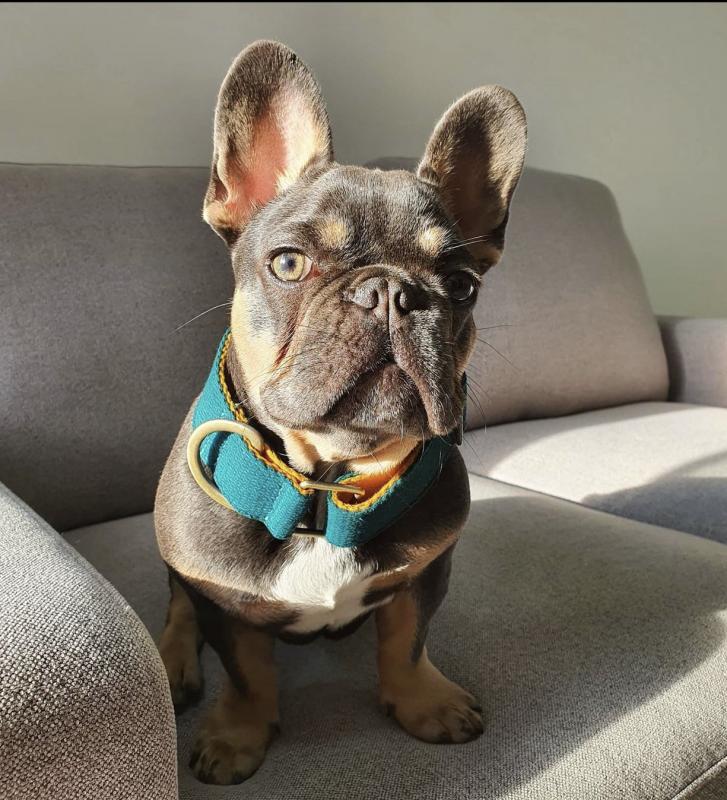 lovely french bulldog for adoption Image eClassifieds4u