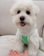 Adorable maltese puppies for adoption Image eClassifieds4U