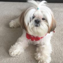 lovely shit tzu puppies for adoption Image eClassifieds4U