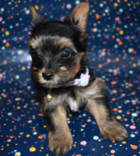 Playful Yorkie pups available now Image eClassifieds4u 2