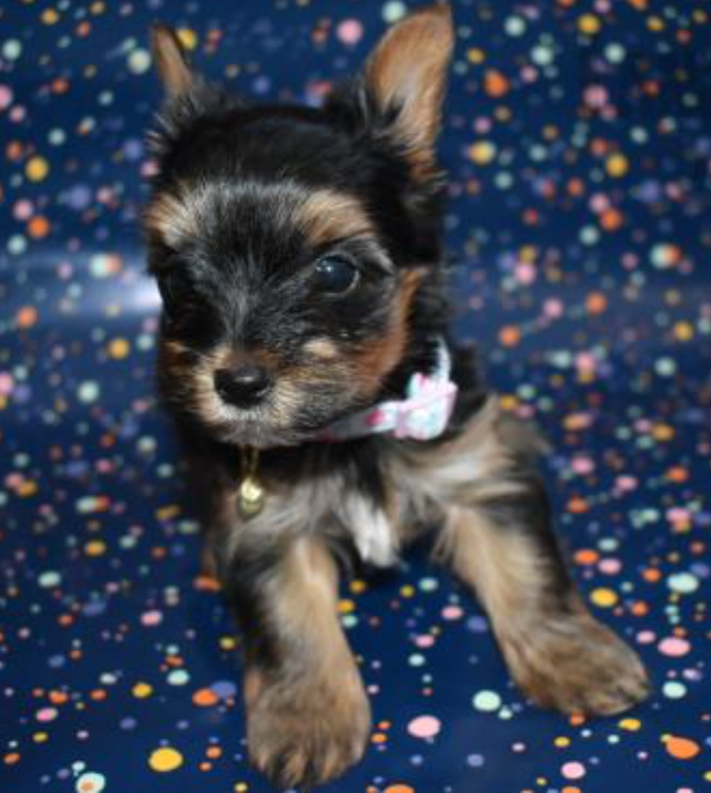 Playful Yorkie pups available now Image eClassifieds4u