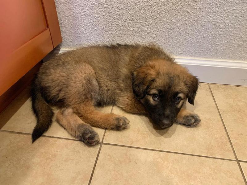 smart and available German shepherd puppies for adoption. Image eClassifieds4u