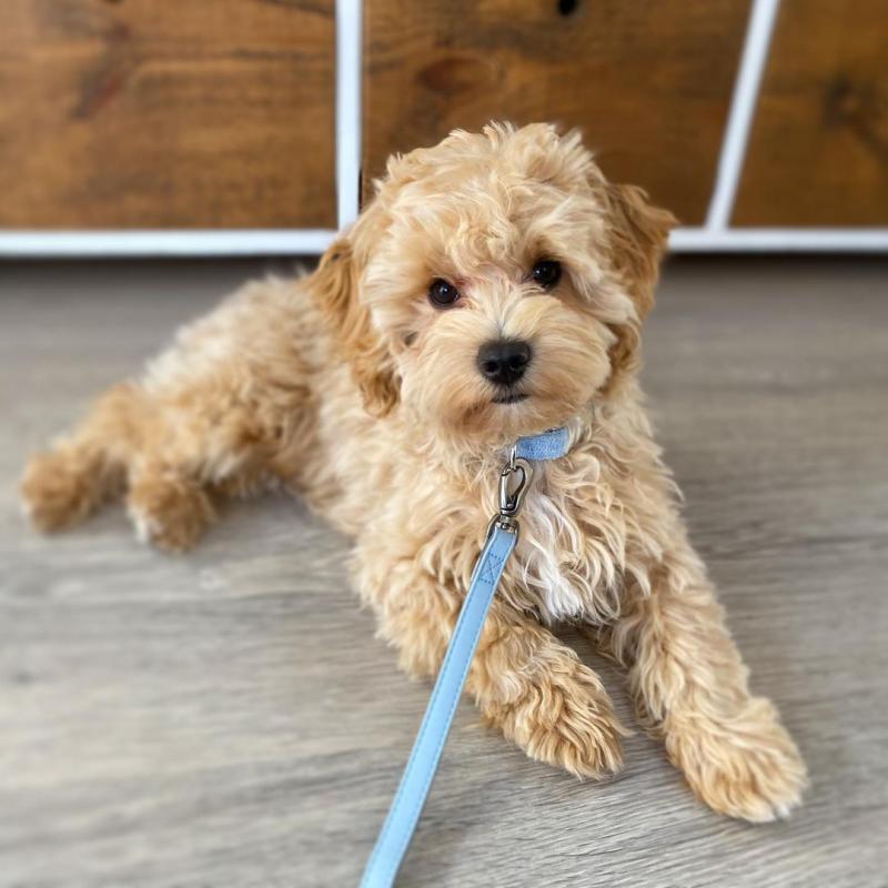 Smart maltipoo puppies for adoption. Image eClassifieds4u