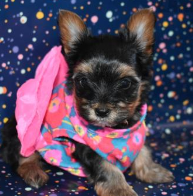 Teacup Yorkie puppies available Image eClassifieds4u