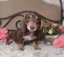 CKC male and female Miniature Dachshund puppies for adoption.