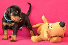 Healthy male and female Doberman puppies for adoption.