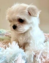 Amazing male and female Maltese puppies for adoption.