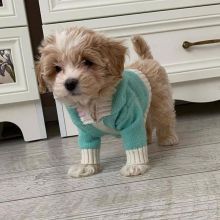 Adorable male and female Maltipoo puppies for adoption.
