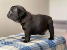 Adorable male and female French bulldog puppies for adoption.