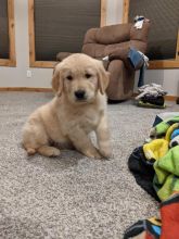 Adorable male and female Golden Retriever puppies for adoption.