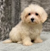 Charistmatic CKC Reg Maltipoo Puppies For Adoption