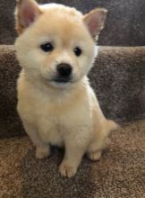 C.K.C MALE AND FEMALE SHIBA INU PUPPIES AVAILABLE