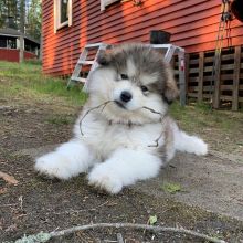 Super Adorable Ckc Chow Chow Puppies