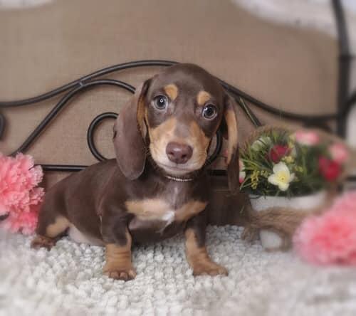 CKC male and female Miniature Dachshund puppies for adoption. Image eClassifieds4u