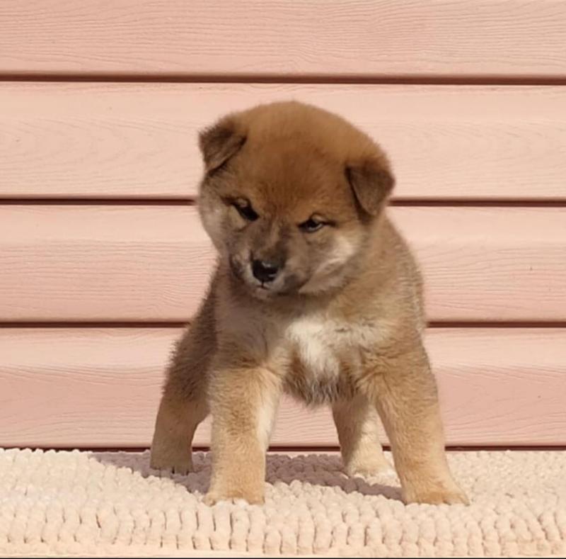 Lovely male and female Shiba Inu puppies for adoption. Image eClassifieds4u