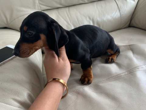 Charming and Well Trained Dachshund puppies Image eClassifieds4u