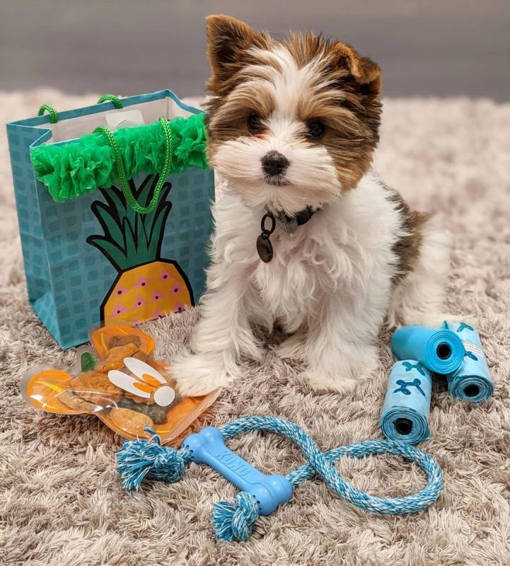 Gorgeous Full Pedigree Yorkshire Terrier Pups for Adoption Image eClassifieds4u