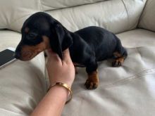 Charming and Well Trained Dachshund puppies Image eClassifieds4U