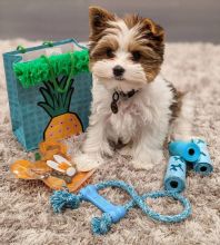 Gorgeous Full Pedigree Yorkshire Terrier Pups for Adoption Image eClassifieds4U