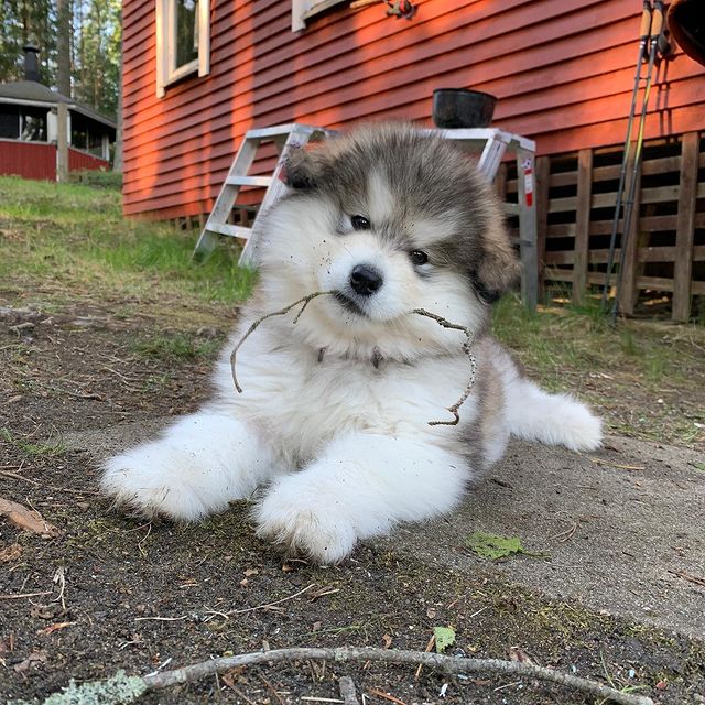 Super Adorable Ckc Chow Chow Puppies Image eClassifieds4u
