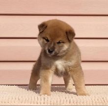 Lovely male and female Shiba Inu puppies for adoption.