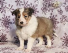 Healthy Sheltie Puppies