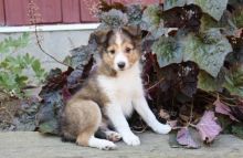 Males and Females Sheltie Dog